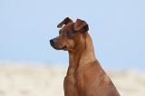 PINSCHER NAIN 003